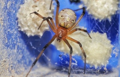 עכביש האלמנה החומה פולש לישראל ומארח חיידק הקשור לכלמידיה
